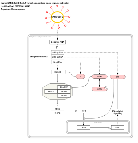 SARS-CoV-2 B.1.1.7 variant antagonises innate immune activation