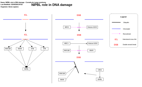 NIPBL role in DNA damage - Cornelia de Lange syndrome
