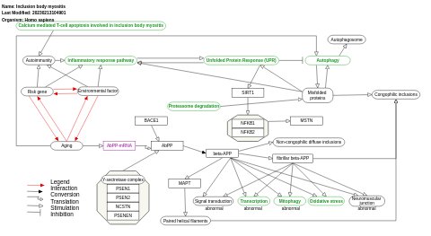 Inclusion body myositis