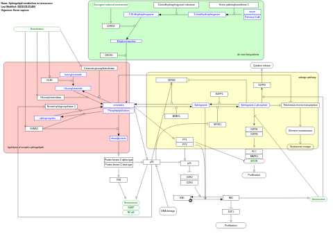 Sphingolipid metabolism in senescence