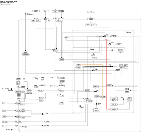 Th17 cell differentiation pathway