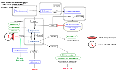 Non-classical role of vitamin D