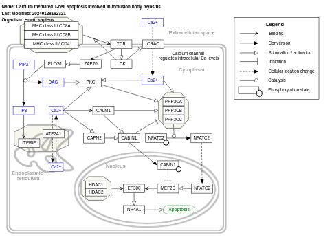 Calcium mediated T-cell apoptosis involved in inclusion body myositis