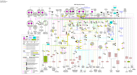 GDNF signaling