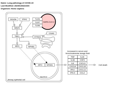 Lung pathology of COVID-19