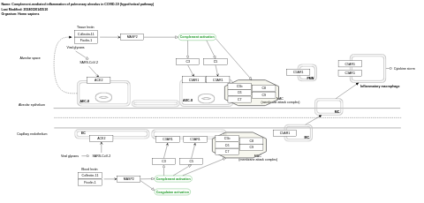 Complement-mediated inflammation of pulmonary alveolus in COVID-19 (hypothetical pathway)