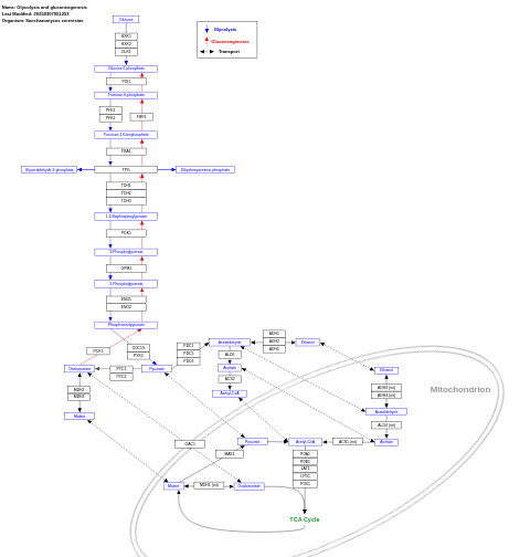 Glycolysis and gluconeogenesis