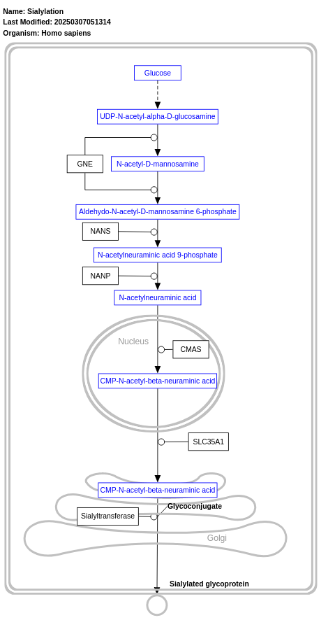 Sialylation 