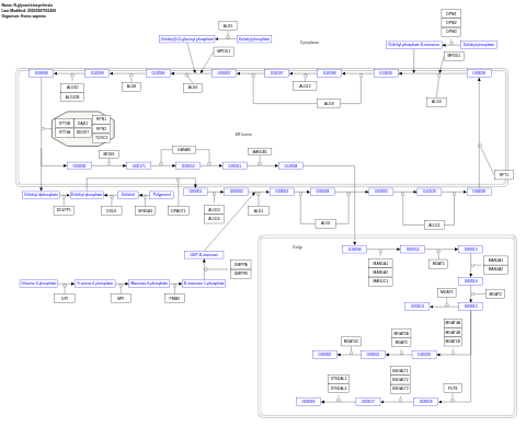 N-glycan biosynthesis