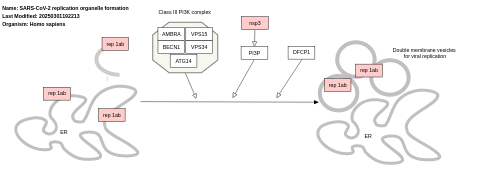 SARS-CoV-2 replication organelle formation