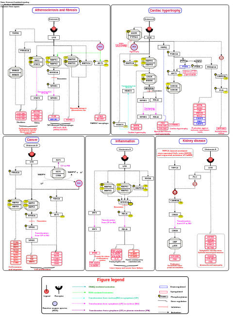 Urotensin-II-mediated signaling pathway