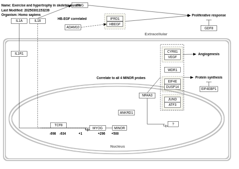 Hypertrophy model