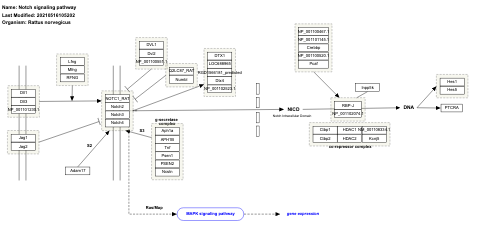 Notch signaling pathway