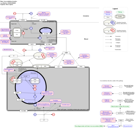 Iron metabolism disorders