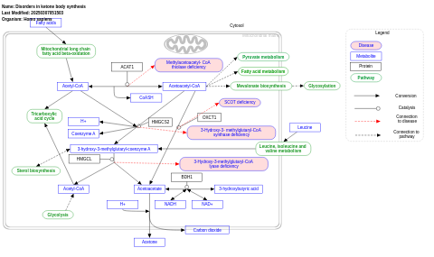 Disorders in ketone body synthesis