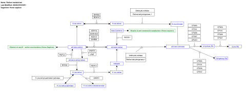 Retinol metabolism