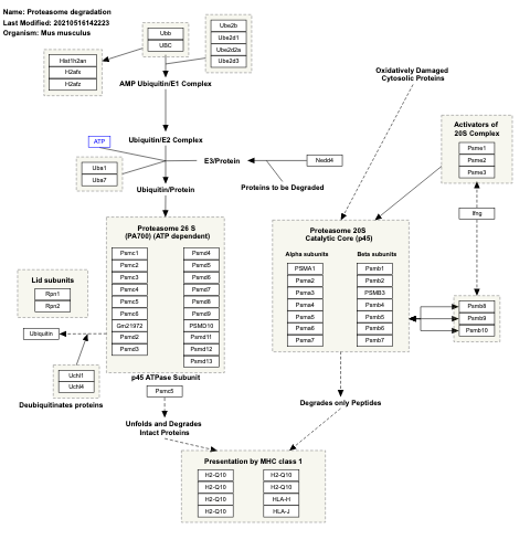 Proteasome degradation