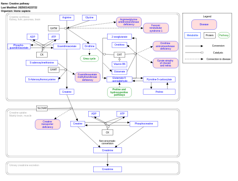 Creatine pathway