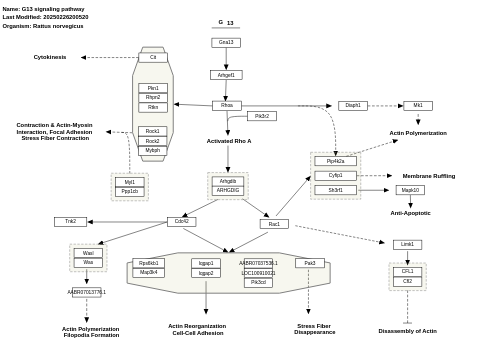 G13 signaling pathway