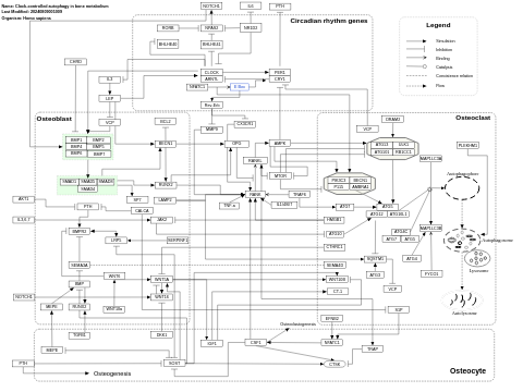 Clock-controlled autophagy in bone metabolism