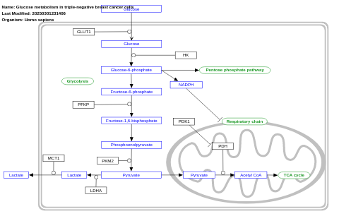 Glucose metabolism in triple-negative breast cancer cells