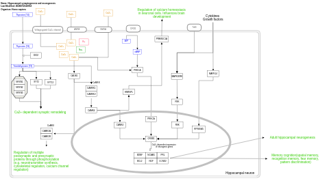 Hippocampal synaptogenesis and neurogenesis