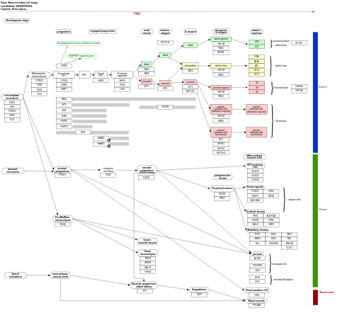 Markers of kidney cell lineage