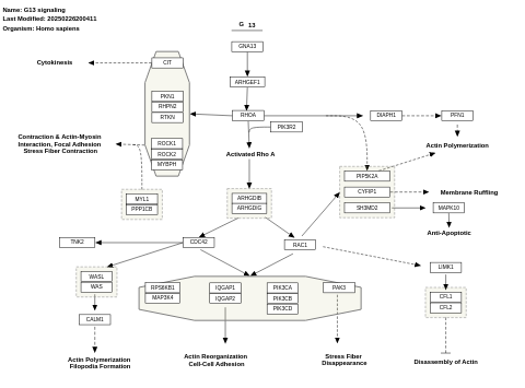 G13 signaling pathway