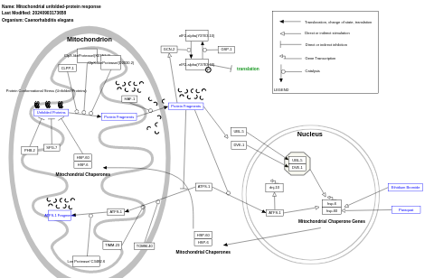 Mitochondrial unfolded-protein response