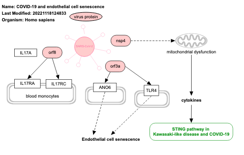 COVID-19 and endothelial cell senescence