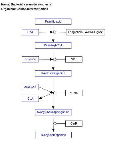 Bacterial ceramide synthesis