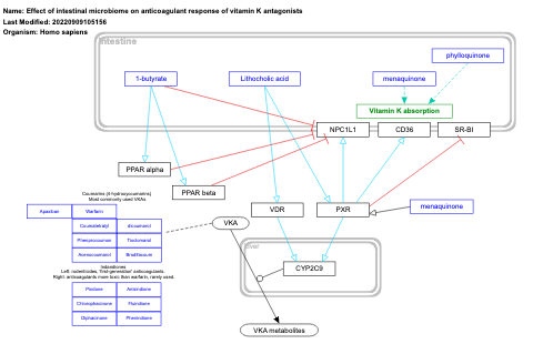 Effect of intestinal microbiome on anticoagulant response of vitamin K antagonists