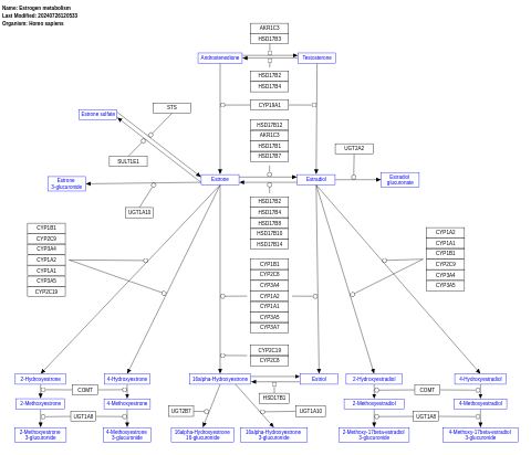 Estrogen metabolism