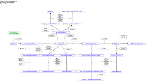 Mineralocorticoid biosynthesis