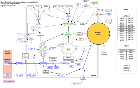 Chronic hyperglycemia impairment of neuron function