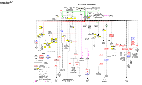 TROP2 regulatory signaling