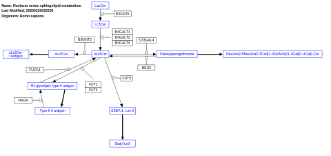 Neolacto series sphingolipid metabolism