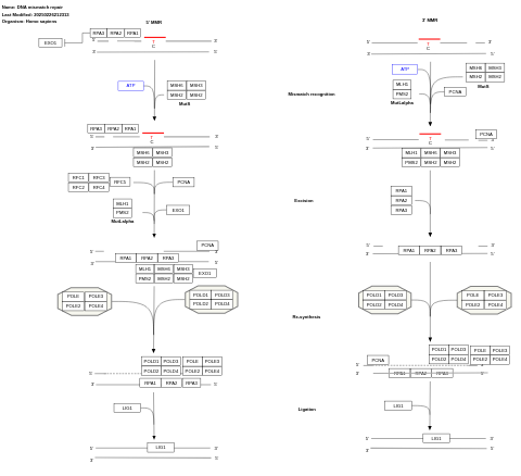 DNA mismatch repair