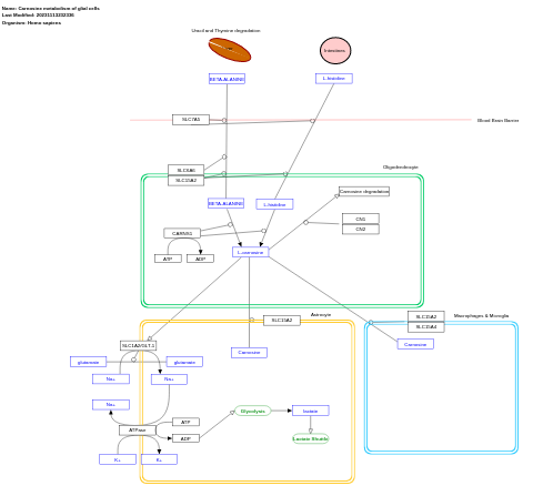 Carnosine metabolism of glial cells