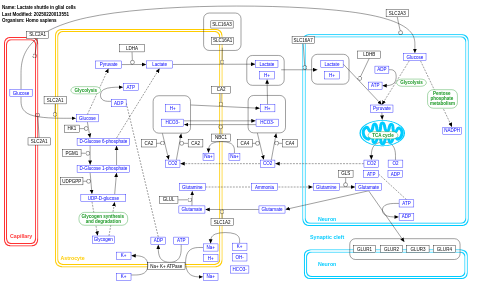 Lactate shuttle in glial cells