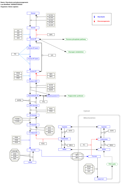 Glycolysis and gluconeogenesis