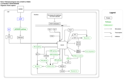 Pathophysiological roles of DUX4 in FSHD1