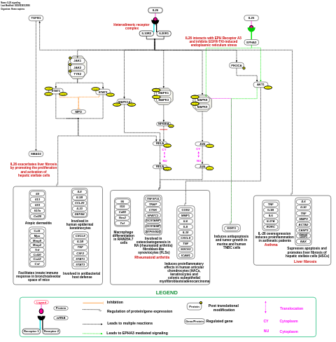 IL-26 signaling pathways