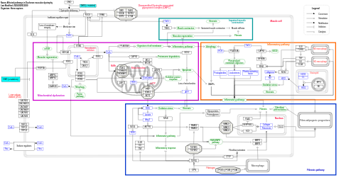 Affected pathways in Duchenne muscular dystrophy