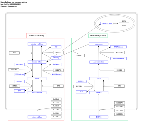 Sulfatase and aromatase pathway