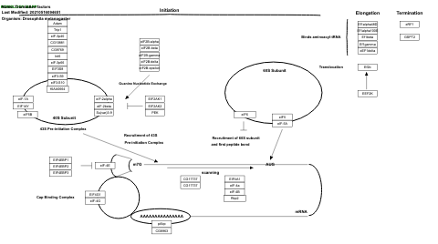 Translation factors