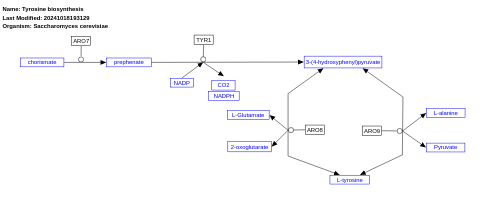 Tyrosine biosynthesis