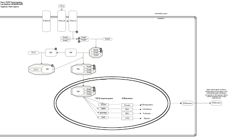 TGFβ/Smad signaling pathway