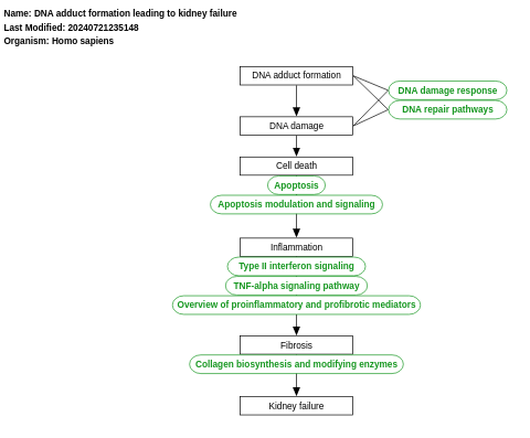 DNA adduct formation leading to kidney failure