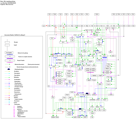 Wnt signaling pathway